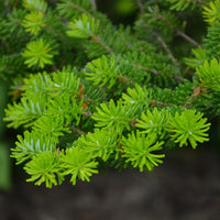 Fraser Fir