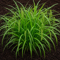 Almanac Planting Co: Fringed sedge grass growing in dark mulch with arching bright green foliage