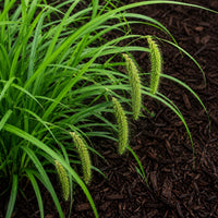 Almanac Planting Co: Close-up of fringed sedge foliage with fine textured green blades in a landscaped garden bed