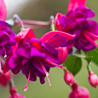Almanac Planting Co: Fuchsia ‘Dollar Princess’ with cascading purple and deep pink pendulous flowers in bloom