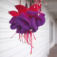 Almanac Planting Co: Side view of Fuchsia ‘Dollar Princess’ flowers with red sepals and deep purple petals