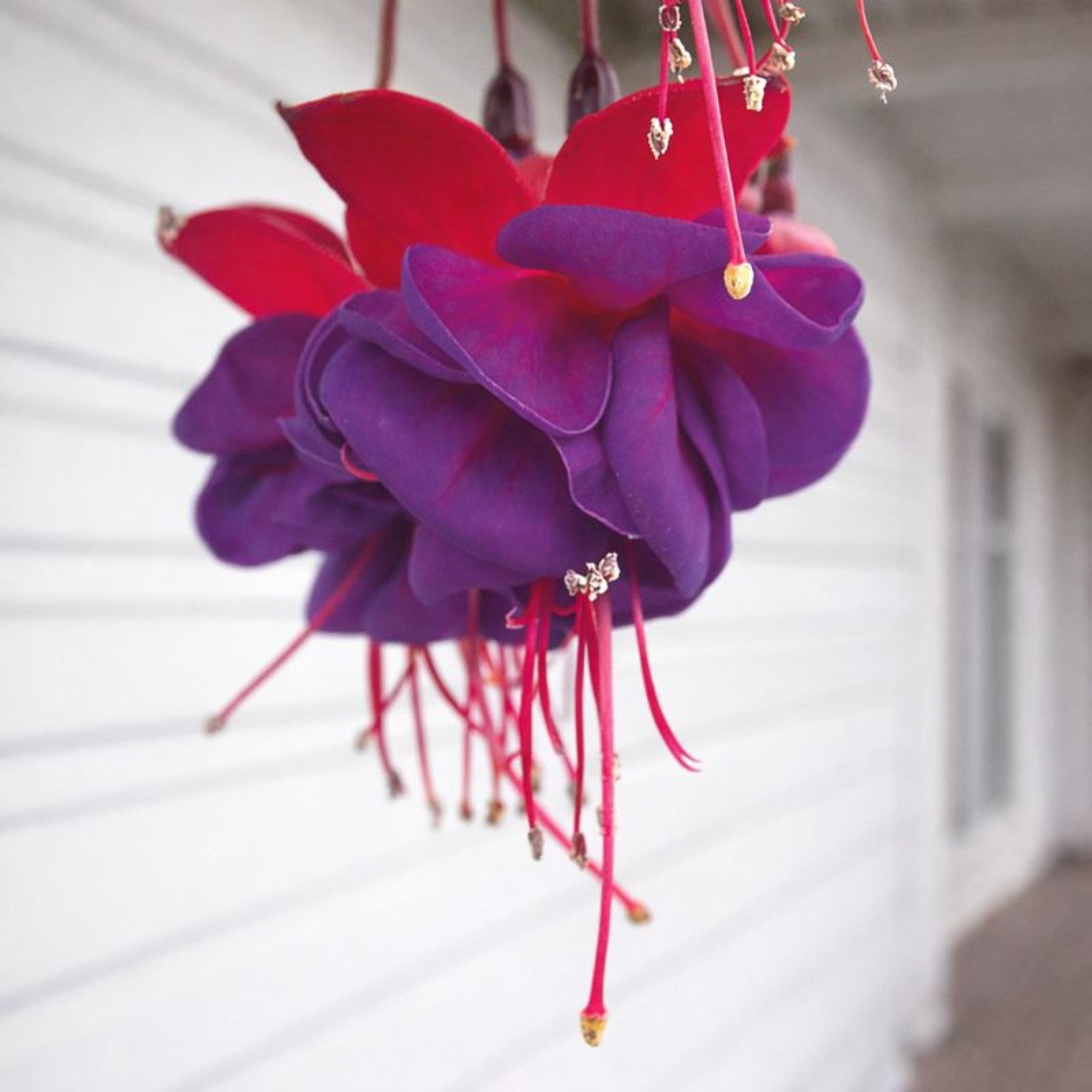 Almanac Planting Co: Side view of Fuchsia ‘Dollar Princess’ flowers with red sepals and deep purple petals