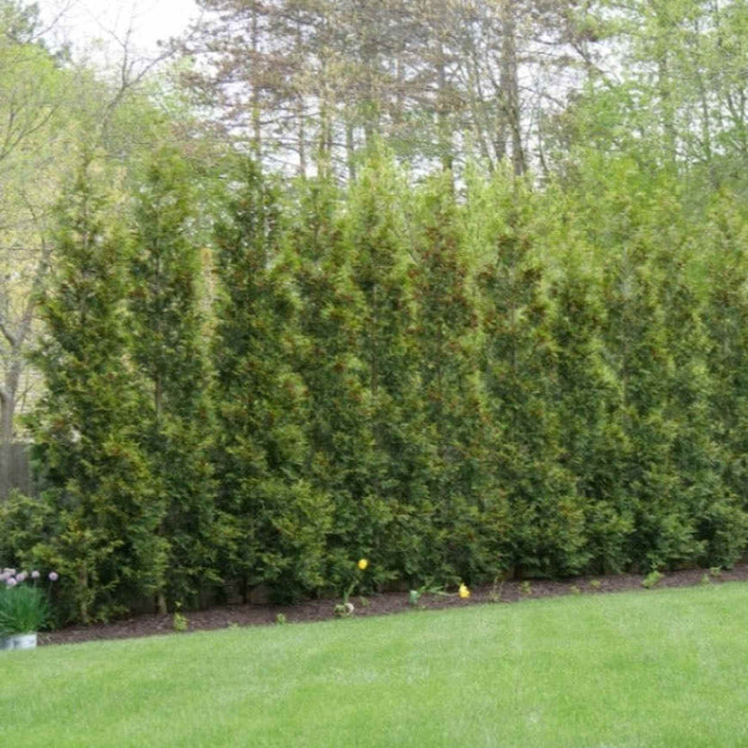 Full Speed A Hedge® ‘American Pillar’ Arborvitae | Fast-Growing Arb ...