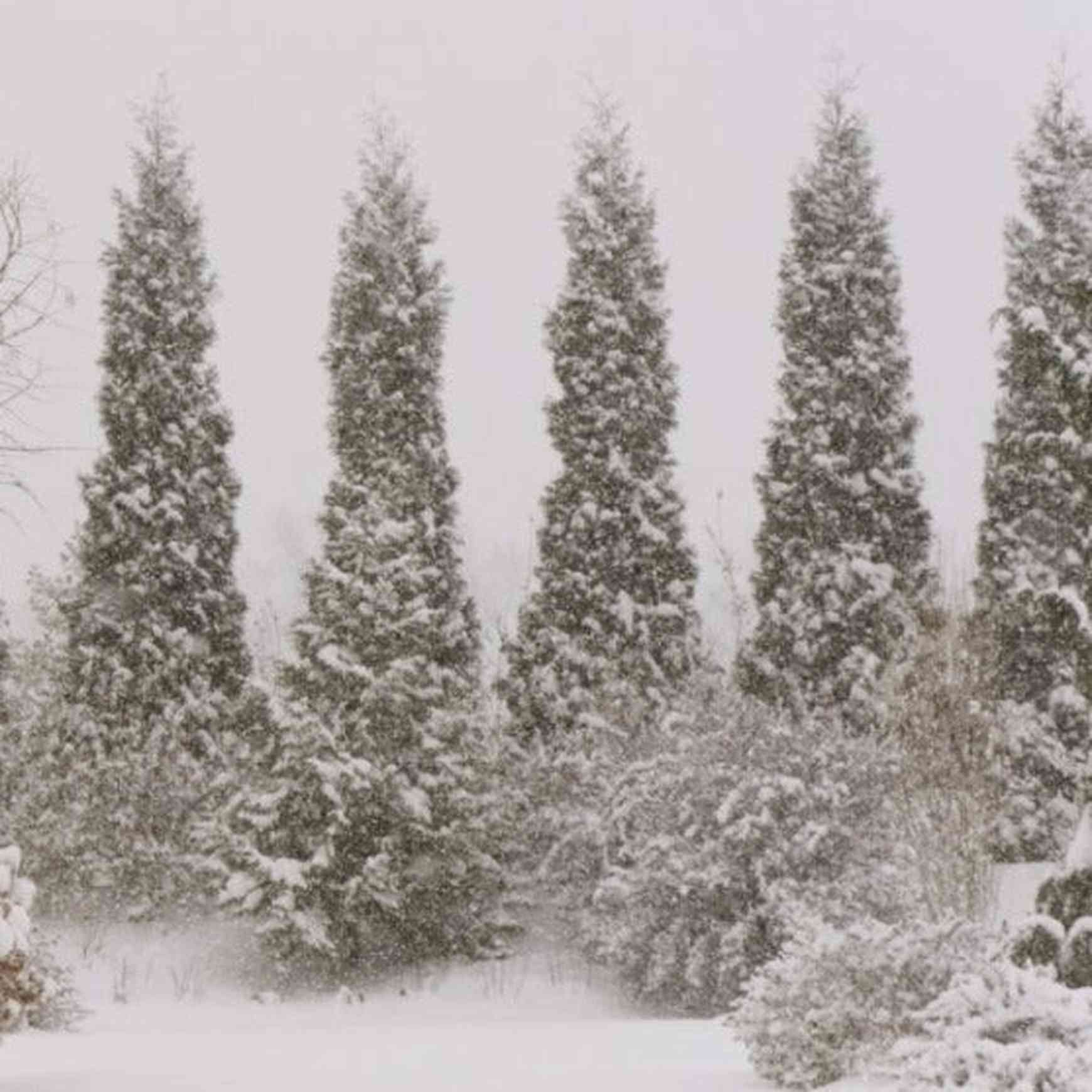 Full Speed A Hedge® ‘American Pillar’ Arborvitae