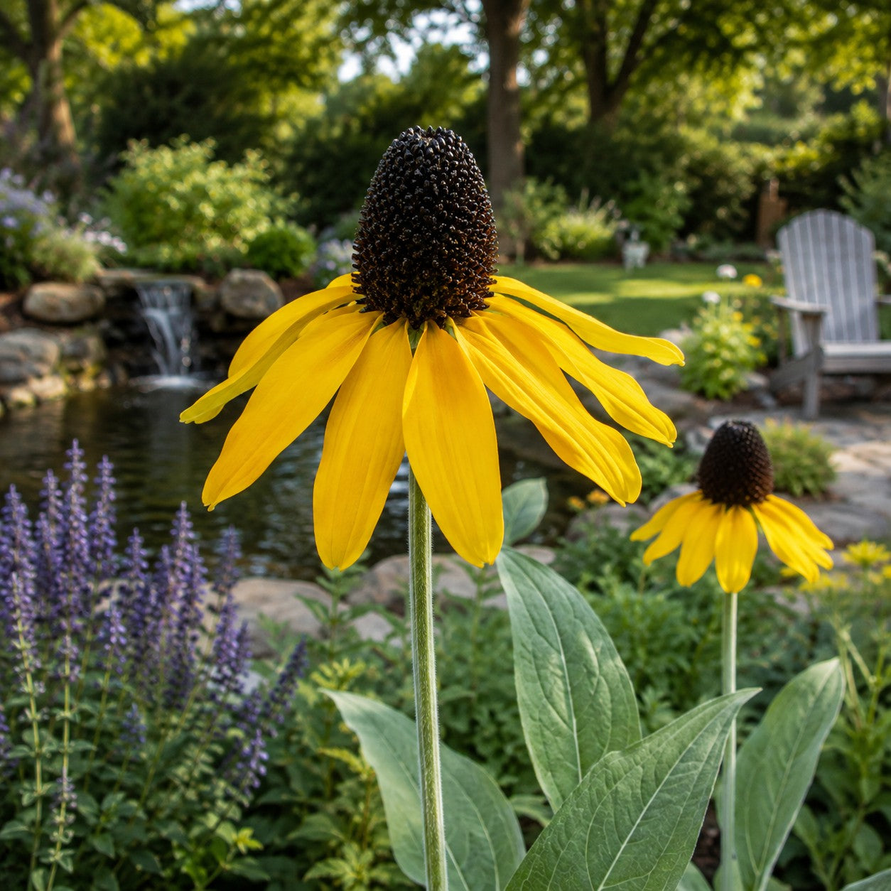 Giant Coneflower