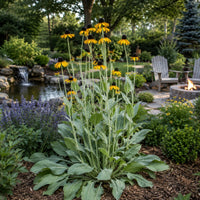 Giant Coneflower