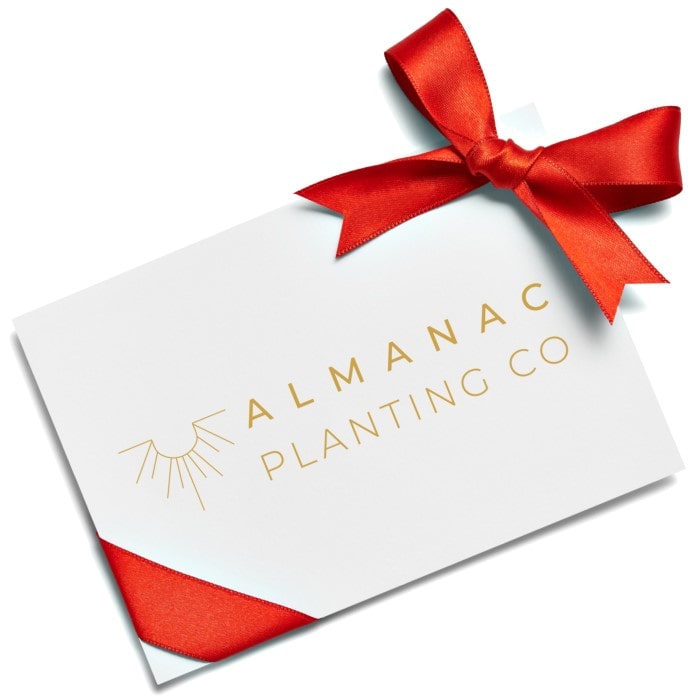 Almanac Planting Co Gift Wrapped Gift Card with Red Ribbon