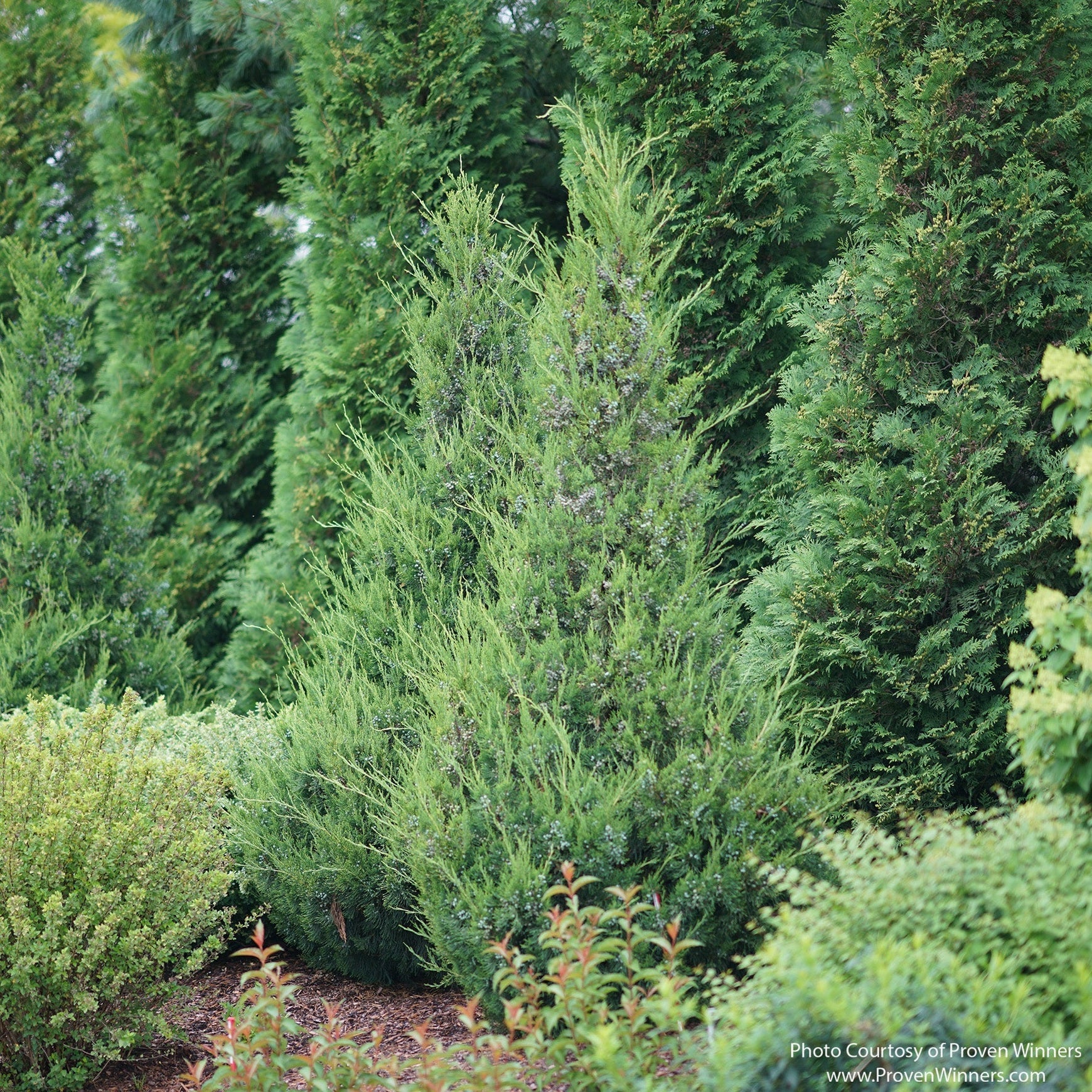 Almanac Planting Co: Gin Fizz® Juniper evergreen shrub with upright conical form and blue-green foliage