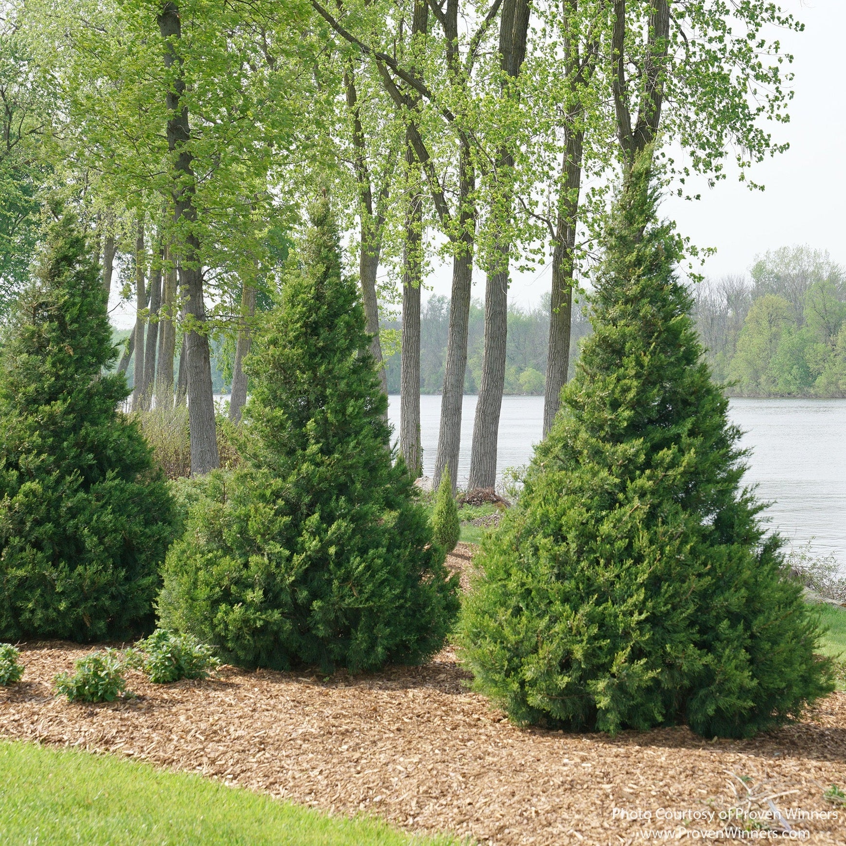 フラワーベース JUNO ジュノ グリーン  nuutajarvi Hollywood Juniper Juniperus Chinensis Torulosa | Eureka Farms