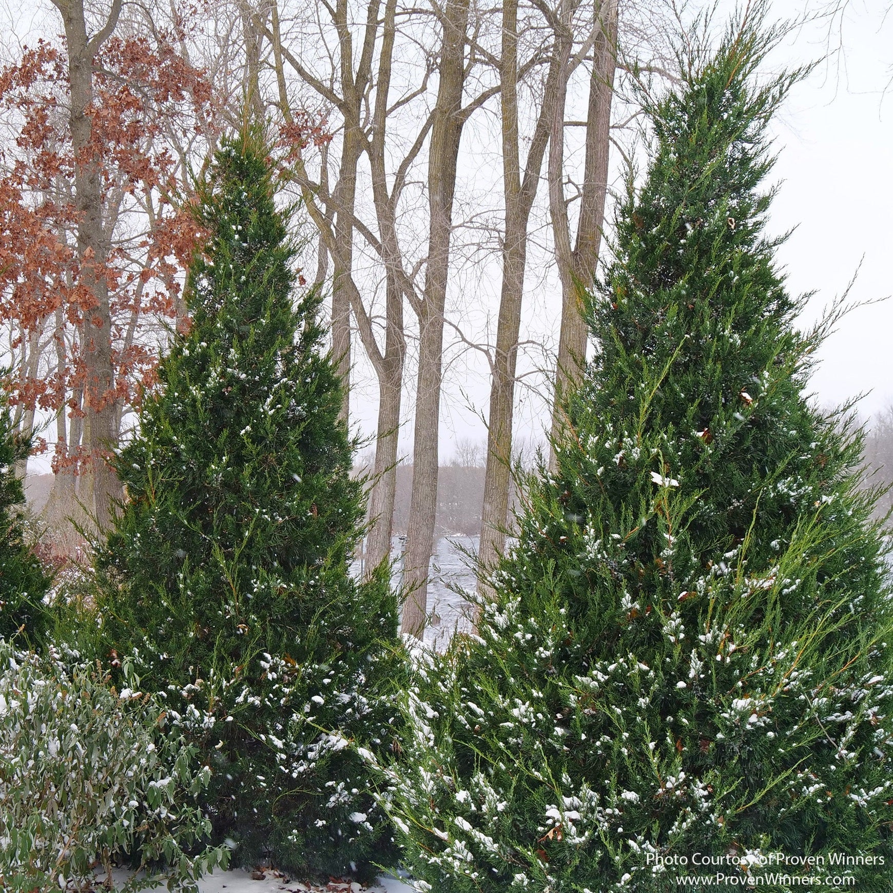 Almanac Planting Co: Mature Gin Fizz® Juniper used as a privacy and screening shrub in landscape planting