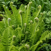 Almanac Planting Co: Close-up of Glade Fern showing numerous fresh green fiddleheads unfurling among young fronds