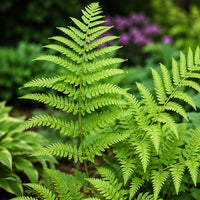 Glade Fern
