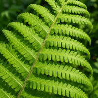 Glade Fern