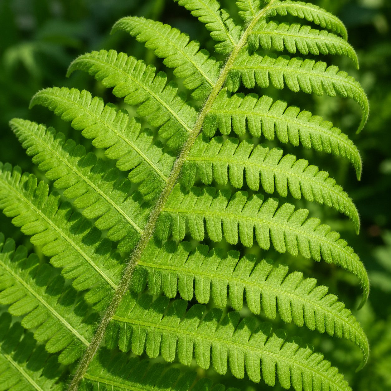 Glade Fern