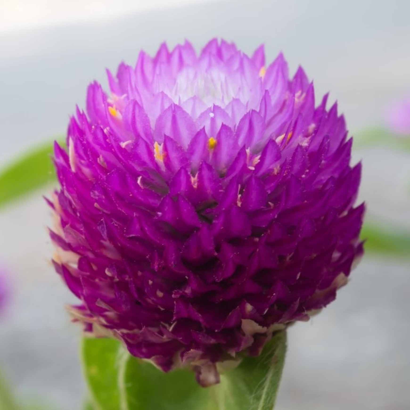 Almanac Planting Co: Close-up of Globe Amaranth ‘Atomic Purple’ flower showing vivid magenta-purple bracts and textured spherical bloom