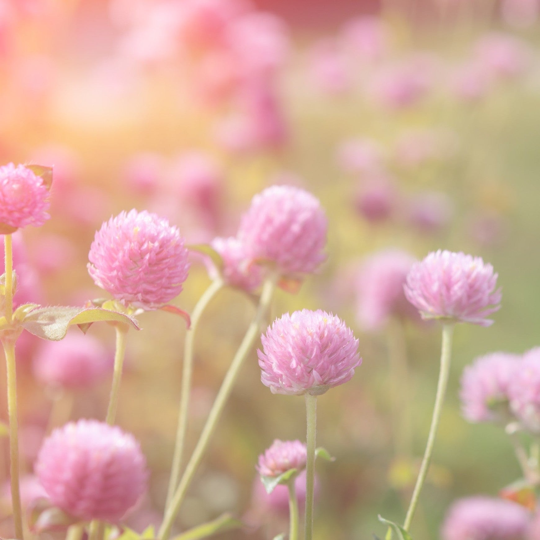 Almanac Planting Co: Globe Amaranth 'QIS™ Pink' plants in summer garden under morning light showcasing open blooms and healthy growth.