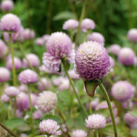 Almanac Planting Co: Globe Amaranth ‘QIS™ Pink’ with soft pink, clover-like flower heads blooming above green foliage