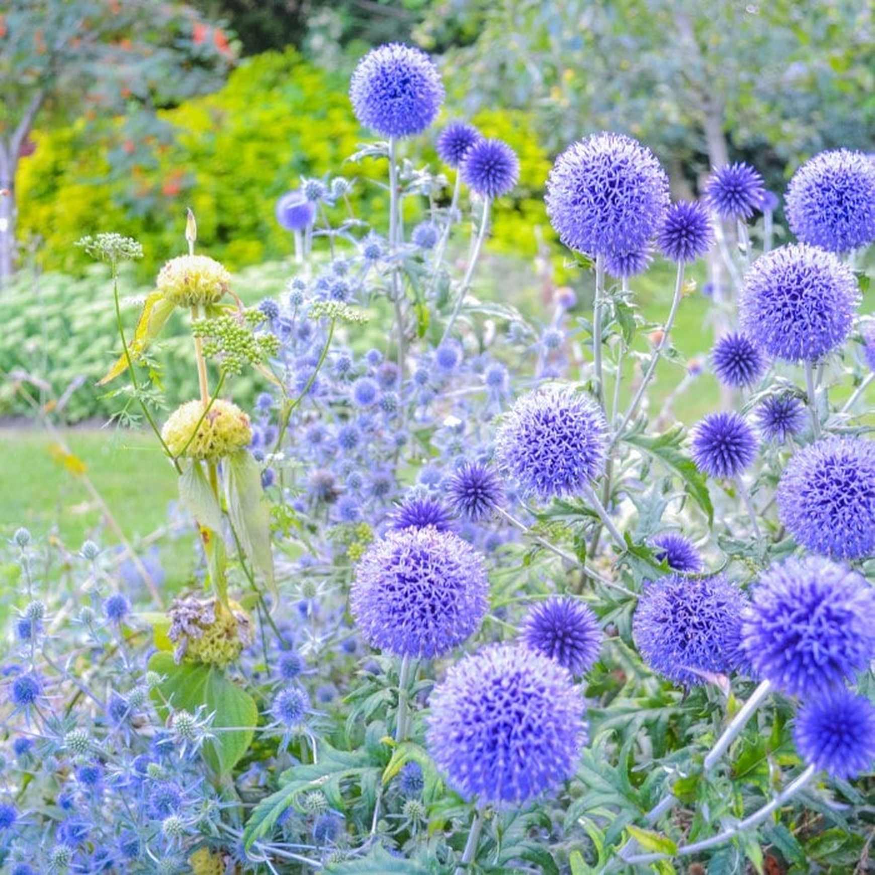 Blue Glow Globe Thistle