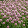 Almanac Planting Co: Globe Amaranth 'QIS™ Pink' plants in full bloom with pink globe-shaped flowers in a summer garden