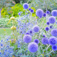 Almanac Planting Co: Echinops ritro, commonly known as Globe Thistle, featuring detailed blue blossoms, an excellent choice for xeriscaping and attracting bees and butterflies.