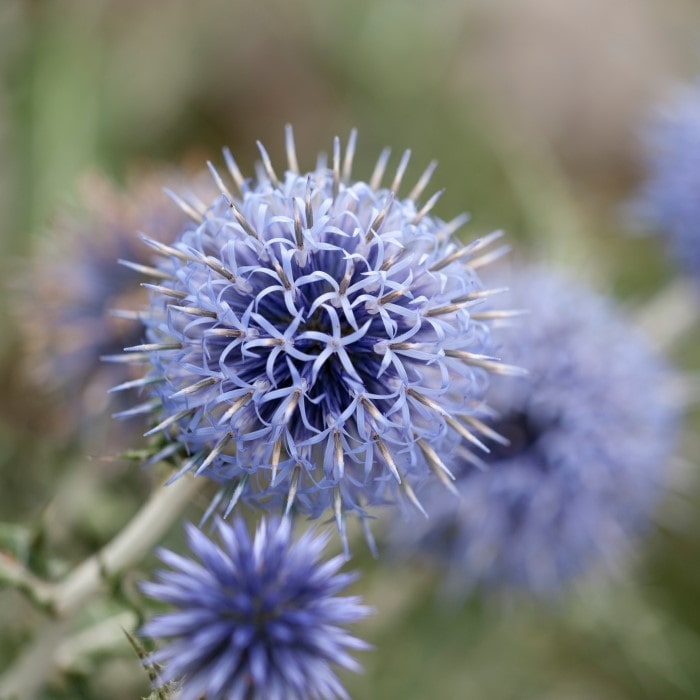 Almanac Planting Co: Echinops ritro, or Globe Thistle, showcasing vibrant blue globular flowers, a bold and architectural plant for sunny garden spots.