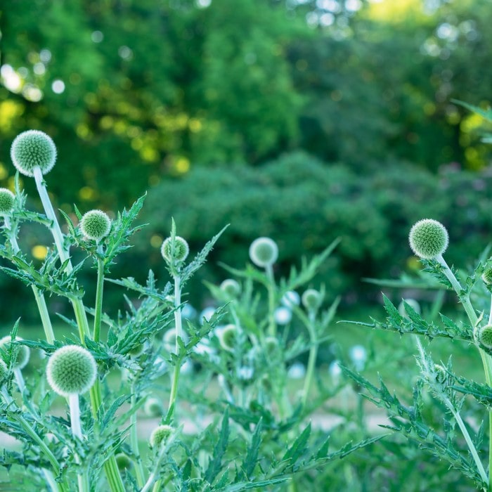 Almanac Planting Co: The unique globular buds of Echinops ritro, known as Globe Thistle, emerging amidst green foliage, ideal for creating textural contrast in a wildlife-friendly garden.