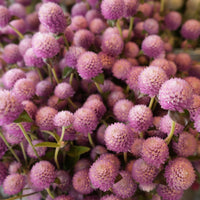 Almanac Planting Co: Globe Amaranth 'QIS™ Pink' plants in full bloom with pink globe-shaped flowers in a fresh flower bouquet.