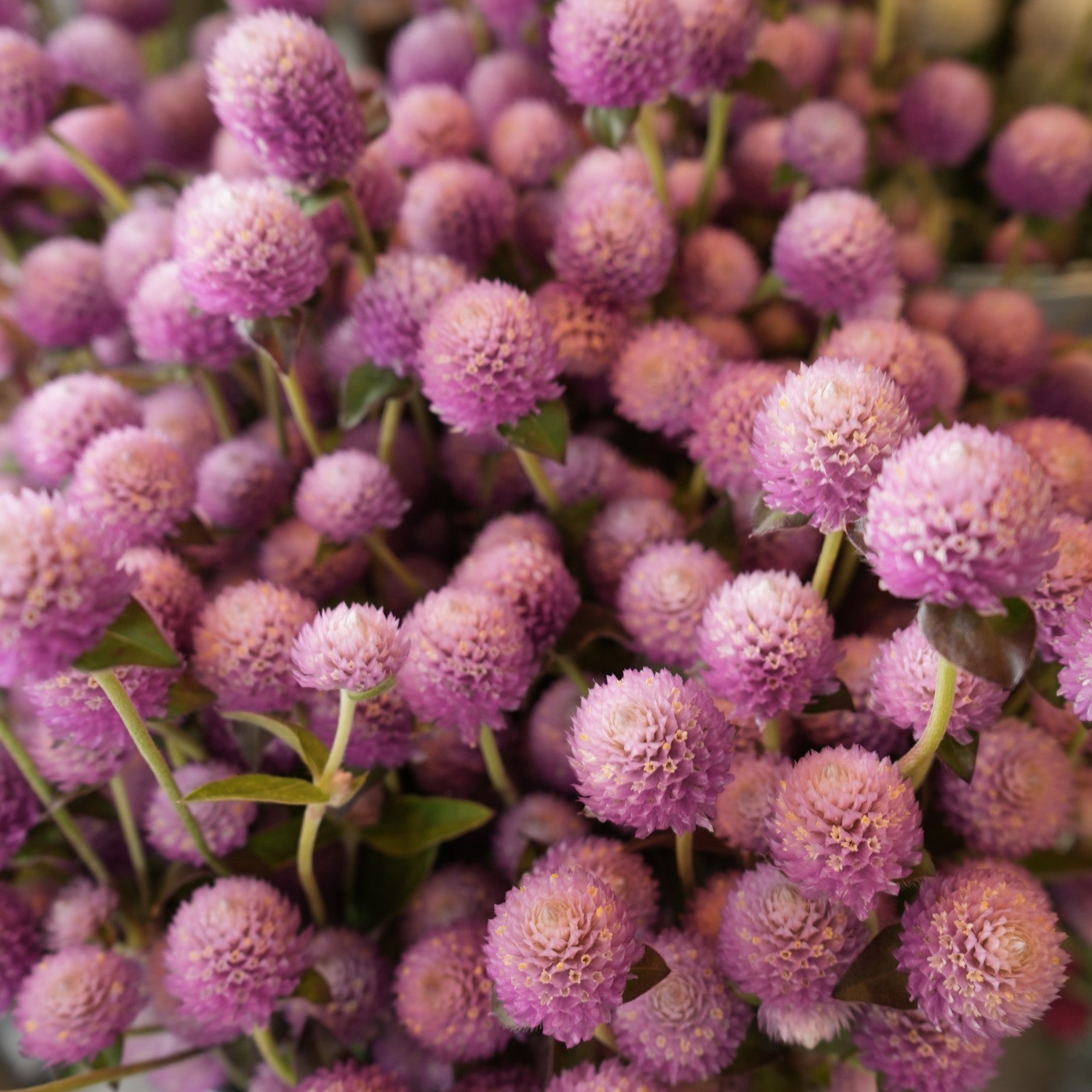 Almanac Planting Co: Globe Amaranth 'QIS™ Pink' plants in full bloom with pink globe-shaped flowers in a fresh flower bouquet.