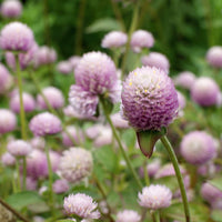 Almanac Planting Co: Globe Amaranth ‘QIS™ Pink’ with soft pink, clover-like flower heads blooming above green foliage