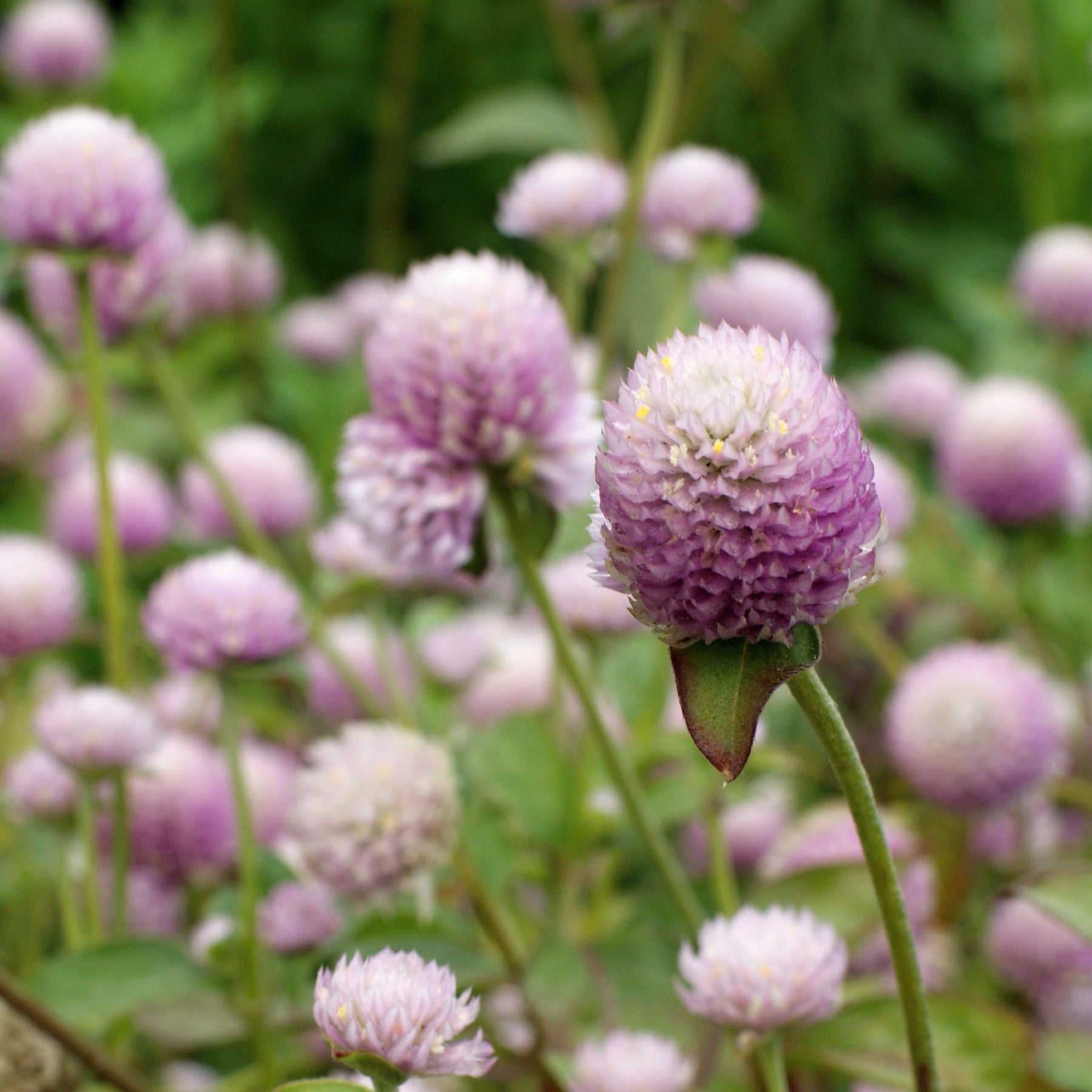Almanac Planting Co: Globe Amaranth ‘QIS™ Pink’ with soft pink, clover-like flower heads blooming above green foliage