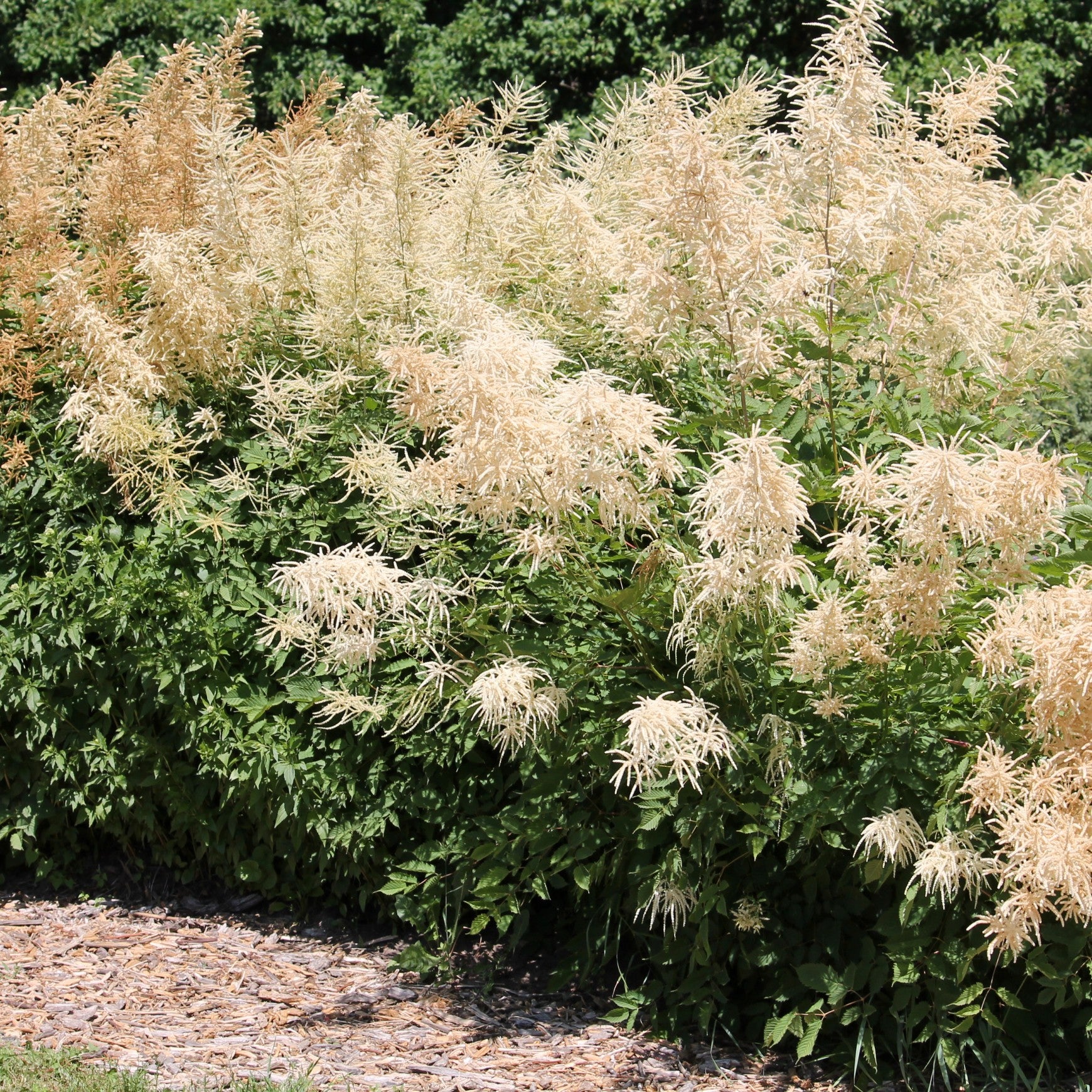 Goat's Beard