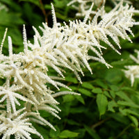 Goat's Beard