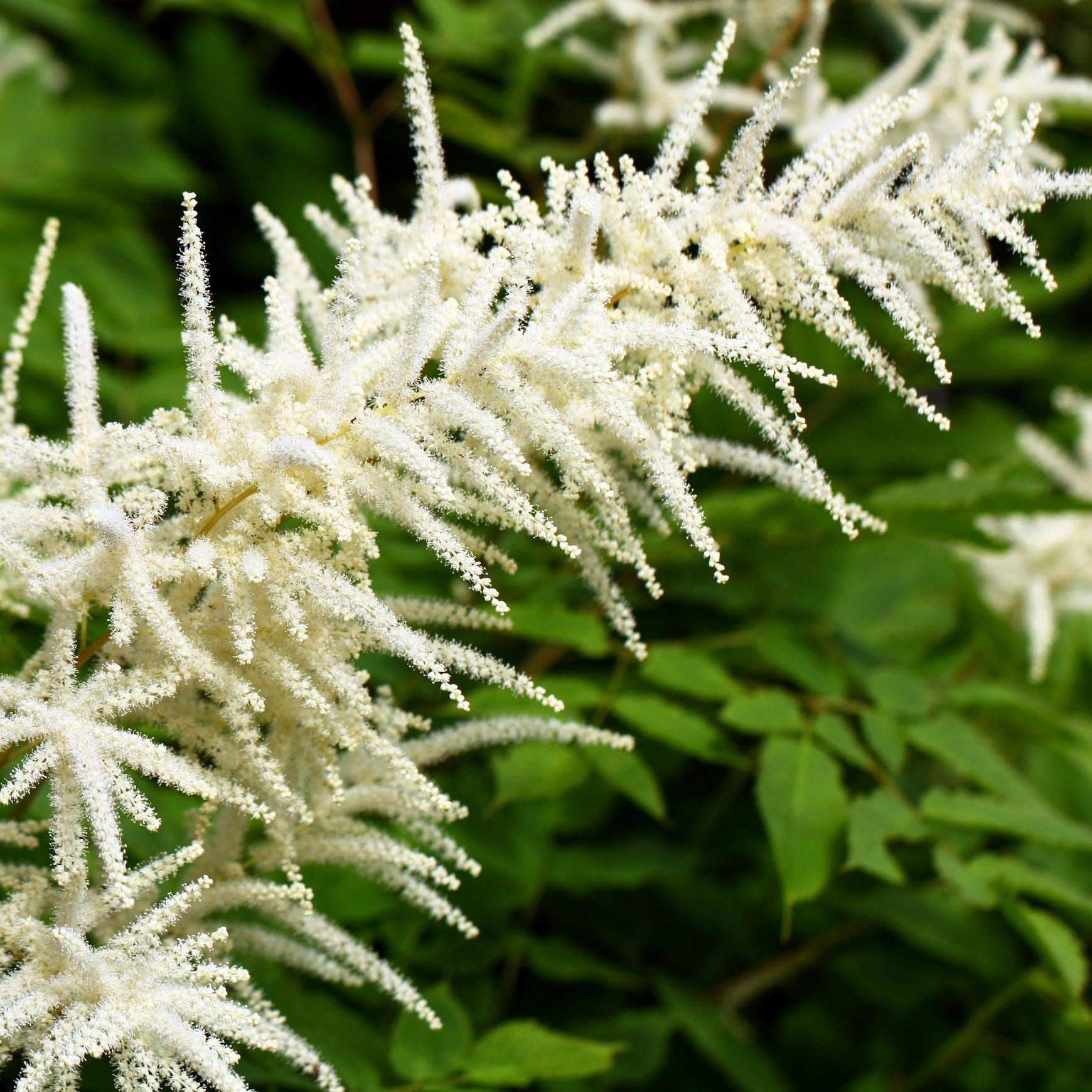 Goat's Beard