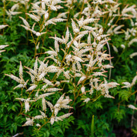 Goat's Beard