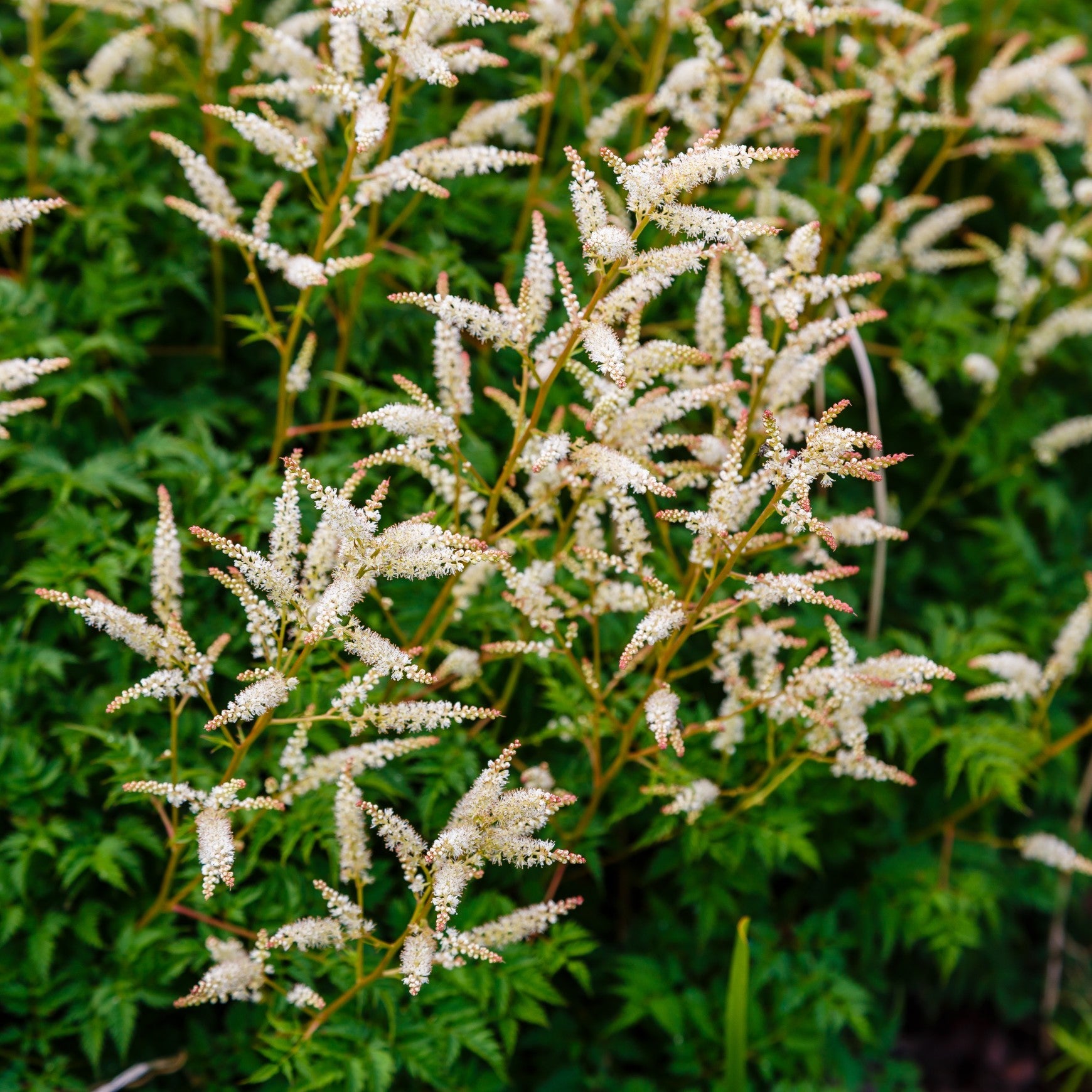 Goat's Beard