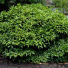 Almanac Planting Co: Aucuba japonica 'Gold Dust' Aucuba (spotted laurel) growing as a large, evergreen shrub.