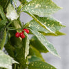 Almanac Planting Co: Aucuba japonica 'Gold Dust' Aucuba (spotted laurel). A close up view of a cluster of small red berries surrounded by green and yellow speckled leaves.