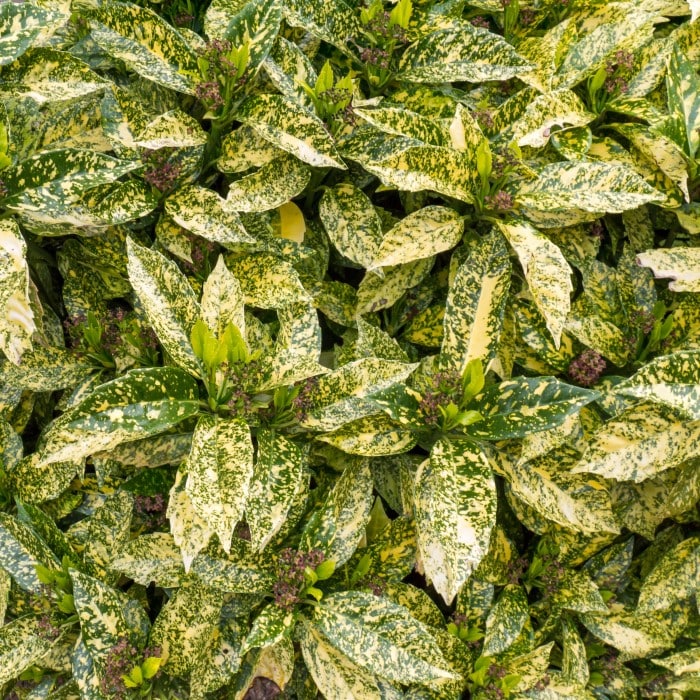 Almanac Planting Co: Aucuba japonica 'Gold Dust' Aucuba (spotted laurel). A top view of yellow variegated foliage and dried, spent flowers.