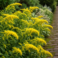 Golden Fleece Goldenrod
