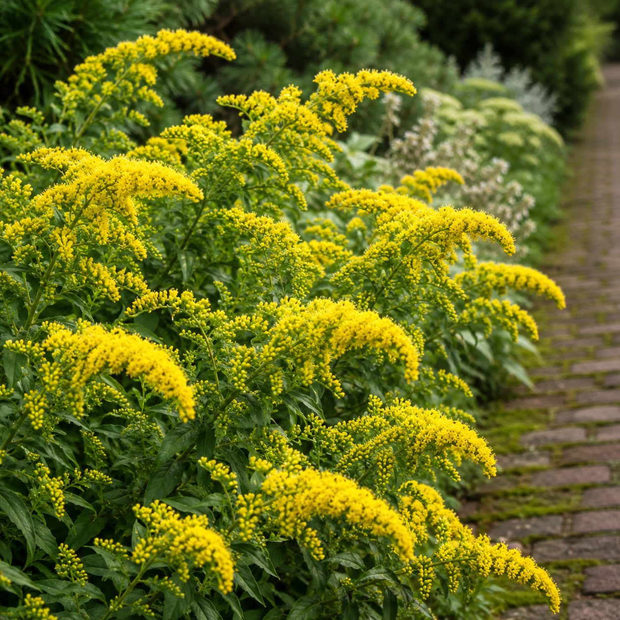 Golden Fleece Goldenrod