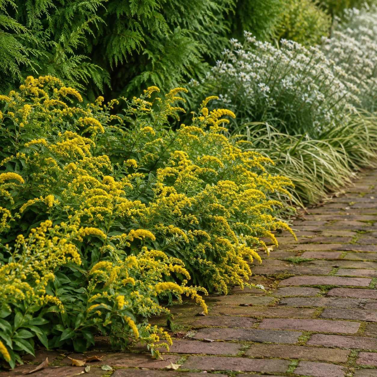 Golden Fleece Goldenrod