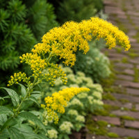 Golden Fleece Goldenrod