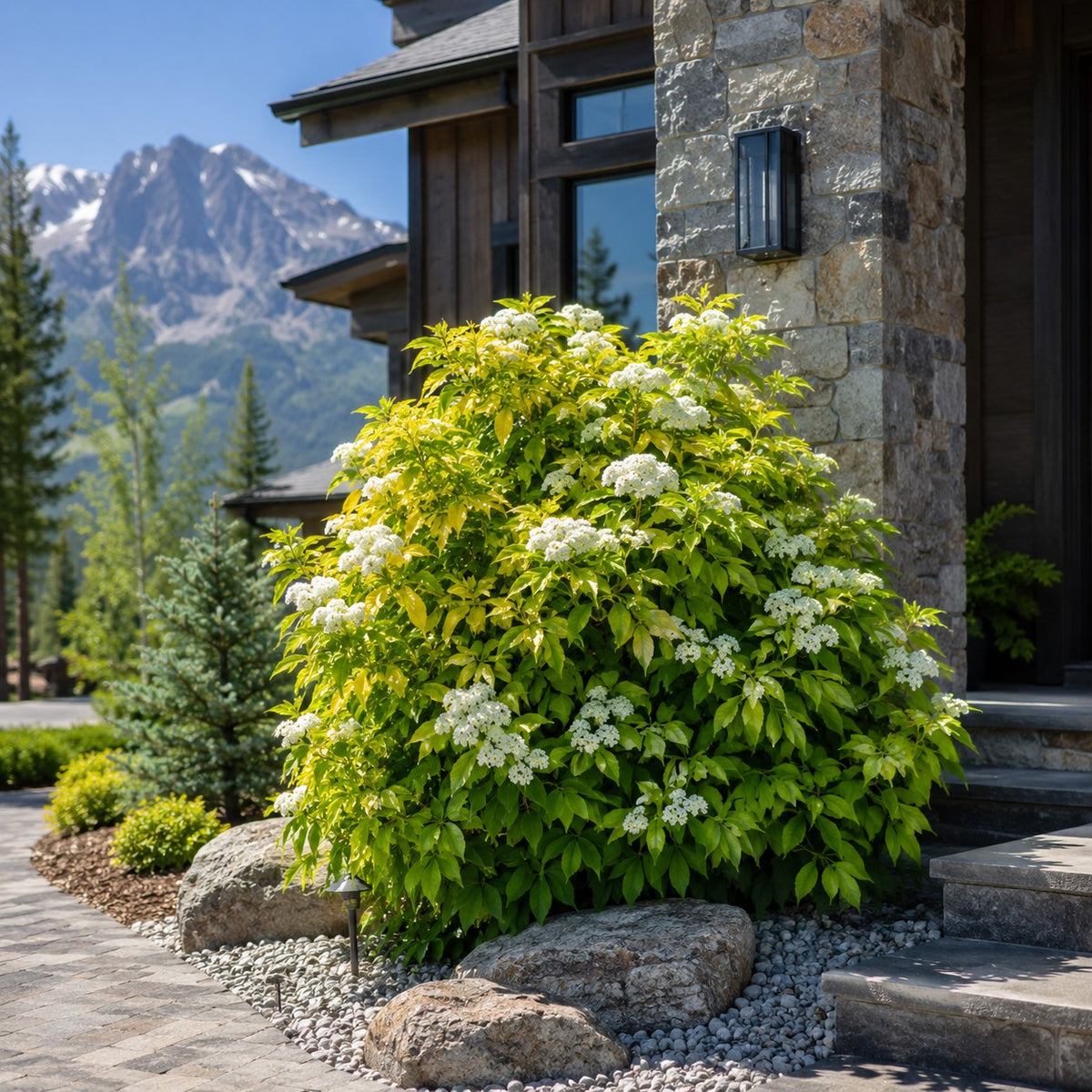 Almanac Planting Co: Golden Tower elderberry shrub growing in front of a luxury mountain home with creamy white blooms