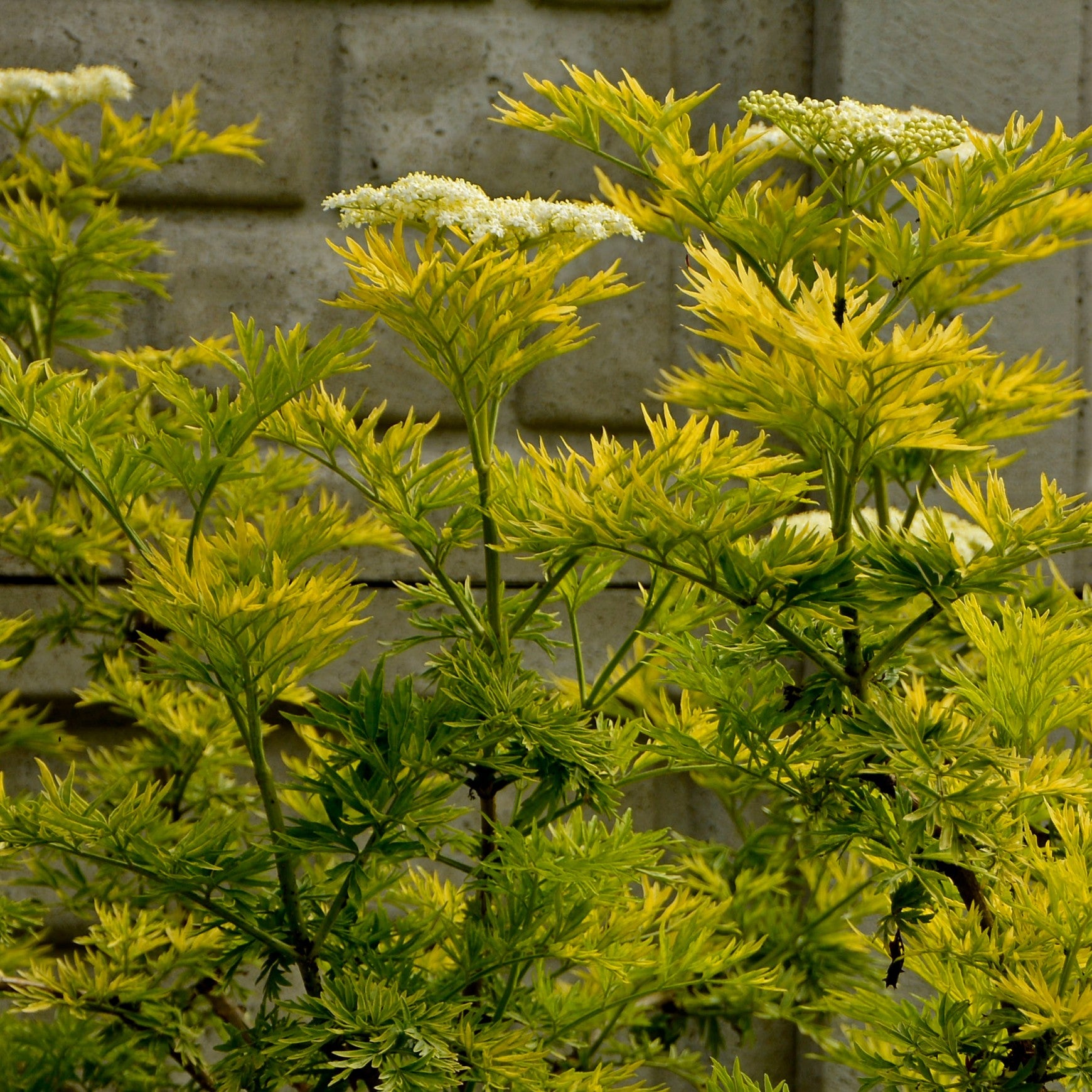 Almanac Planting Co: Upright Golden Tower elderberry shrub with bright golden foliage in a landscaped garden setting