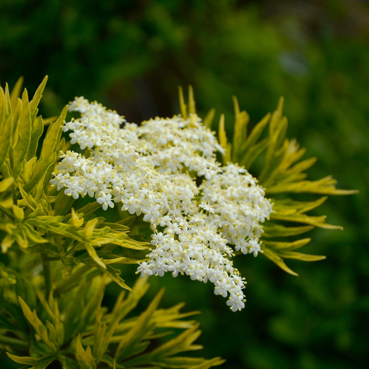 Almanac Planting Co: Close-up of Golden Tower elderberry foliage and white flower clusters with chartreuse-gold leaves