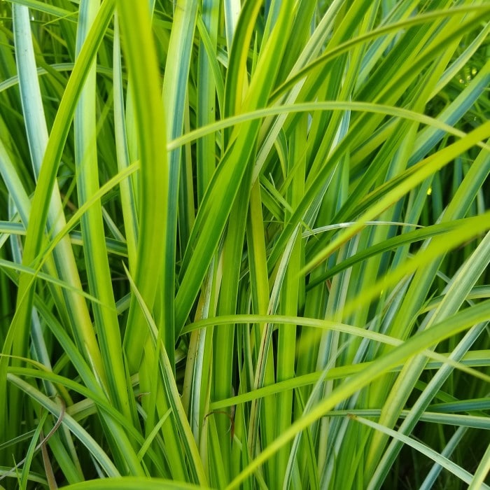 Almanac Planting Co: A lush close-up of Golden Variegated Sweet Flag (Acorus gramineus 'Ogon') leaves, with their vibrant striping, offers a visual delight and is ideal for creating contrast in shade gardens or alongside ponds.