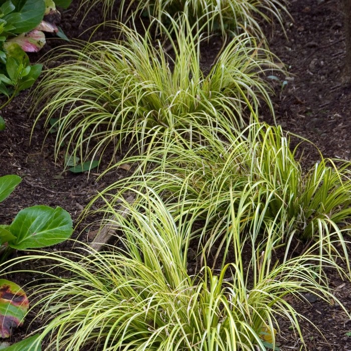 Almanac Planting Co: The dense foliage of Golden Variegated Sweet Flag (Acorus gramineus 'Ogon') thriving in a garden bed, showcasing how it can be used as a groundcover or an architectural plant due to its upright growth habit.
