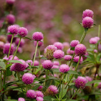 Almanac Planting Co: Gomphrena ‘Sequin’ planted in a garden bed with abundant pink globe blooms on upright stems