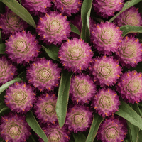 Almanac Planting Co: Square close-up of purple Gomphrena flowers with layered bracted blooms and green foliage, ideal for dried flower projects and cut-flower arrangements.