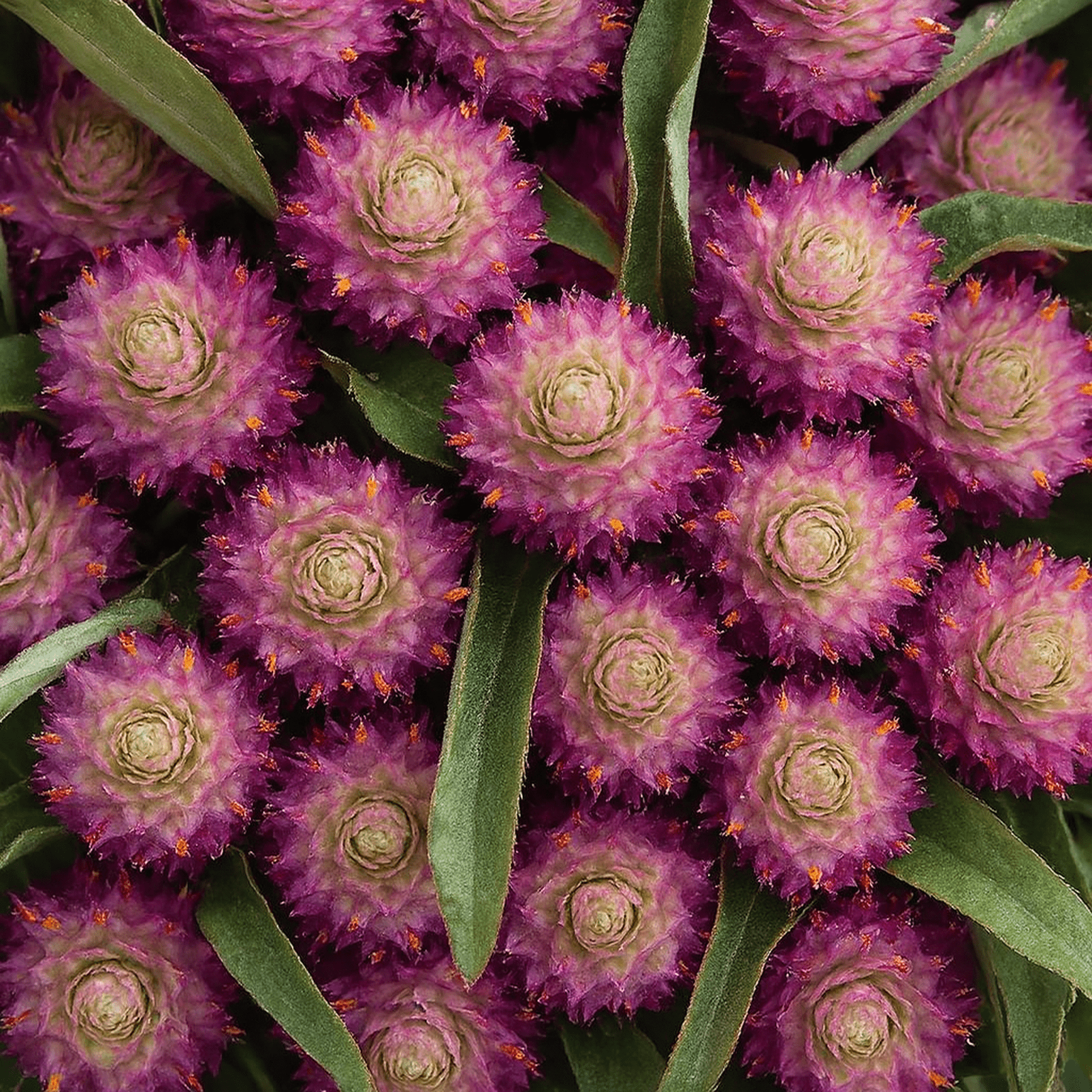 Almanac Planting Co: Square close-up of purple Gomphrena flowers with layered bracted blooms and green foliage, ideal for dried flower projects and cut-flower arrangements.